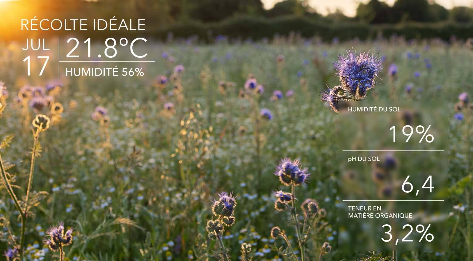 Conditions de récolte idéale