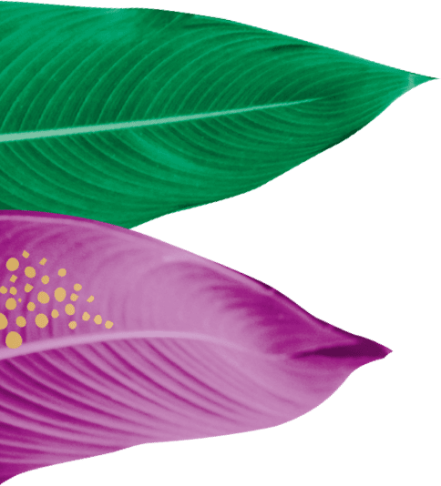 Feuilles au second plan côté gauche