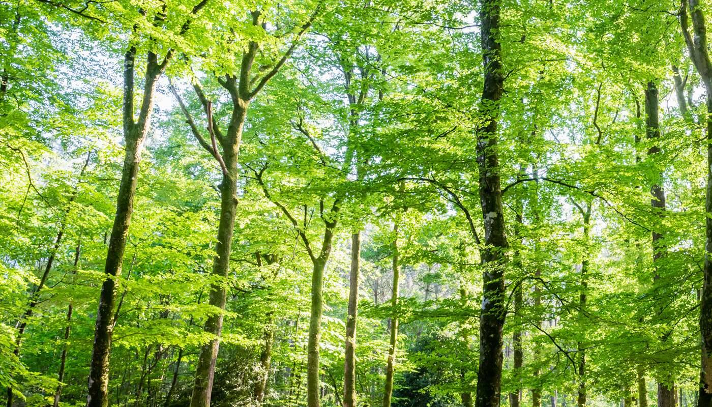 foret arbres haut vert