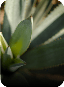 actif végétal d'agave par yves rocher