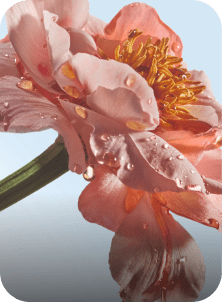 camelia yves rocher