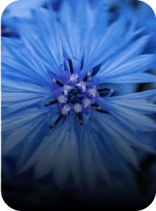bleuet yves rocher